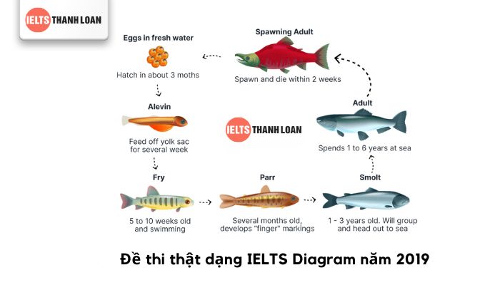 Biểu đồ Natural Process - dạng Diagram