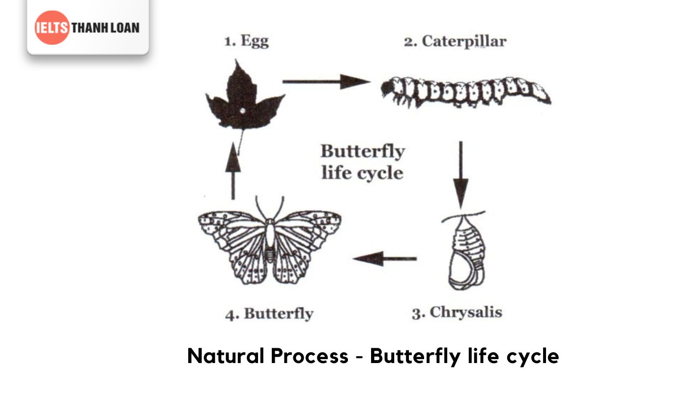 Natural process - Butterfly life cycle