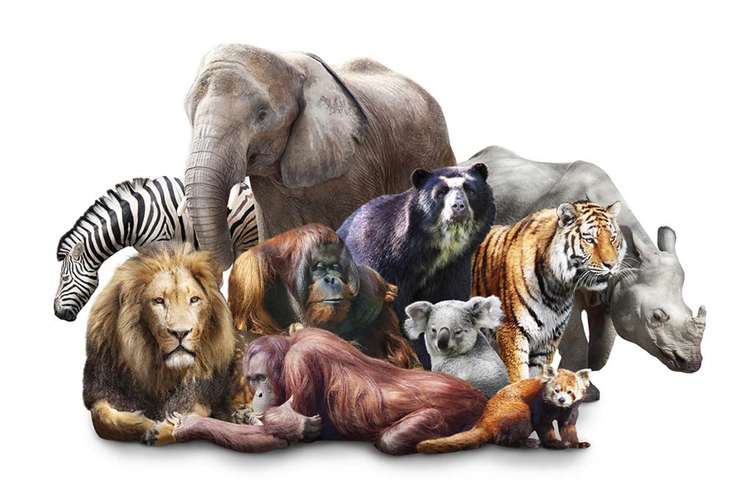 Câu hỏi & câu trả lời mẫu IELTS Speaking – topic Wild animals/Zoos
