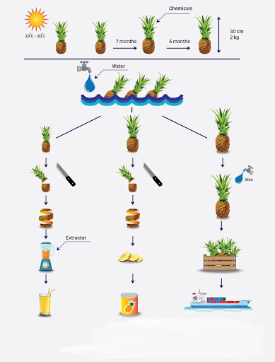 3. Các sản phẩm từ dứa